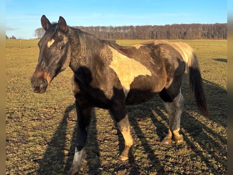 Pintos Croisé Jument 20 Ans 160 cm Pinto in FernaKaltohmfeld
