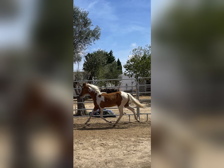 Pintos Croisé Jument 2 Ans 140 cm Tobiano-toutes couleurs in Brindisi