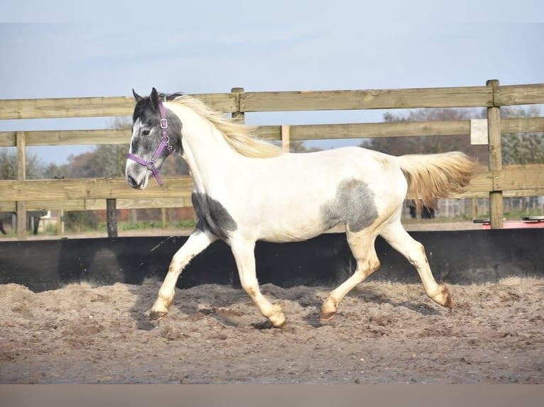 Pintos Jument 2 Ans 143 cm Tobiano-toutes couleurs in Achtmaal