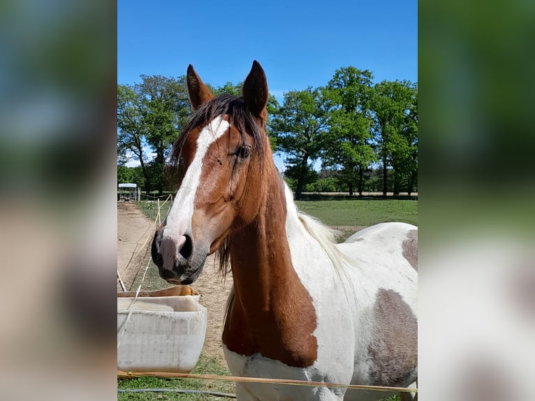 Pintos Jument 2 Ans 148 cm Pinto in Neustadt am R&#xFC;benberge