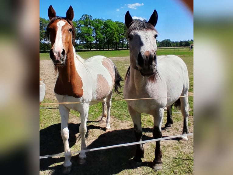 Pintos Jument 2 Ans 148 cm Pinto in Neustadt am R&#xFC;benberge