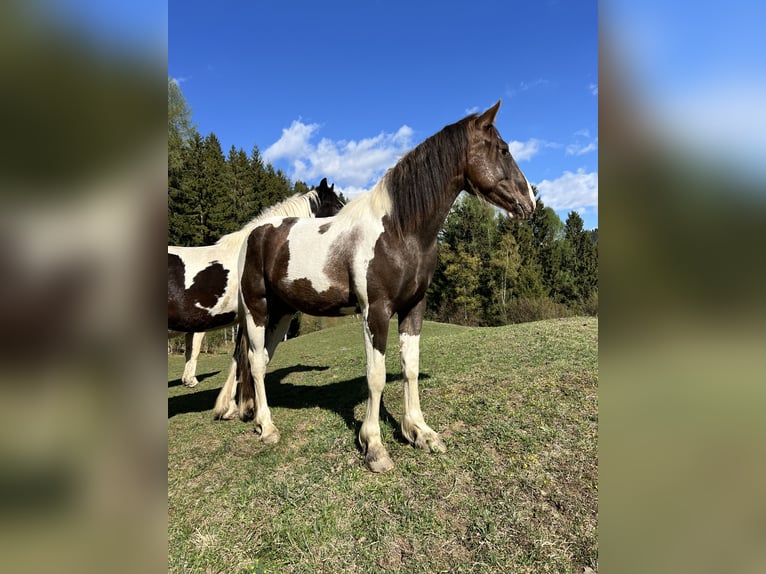 Pintos Croisé Jument 2 Ans 155 cm Pinto in Katsch