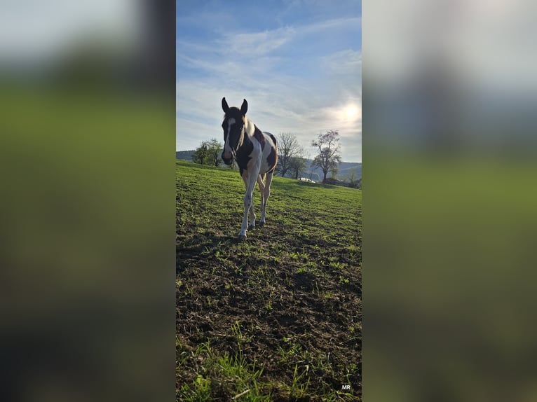 Pintos Croisé Jument 2 Ans 156 cm Pinto in Treffurt