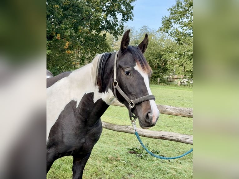 Pintos Jument 2 Ans 158 cm Pinto in Westerstede