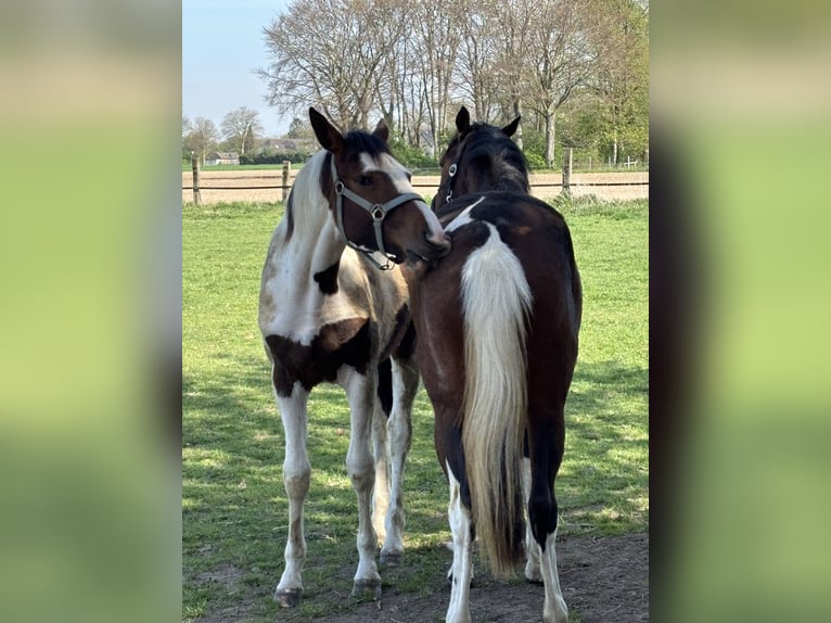 Pintos Jument 2 Ans 161 cm Pinto in Kalkar