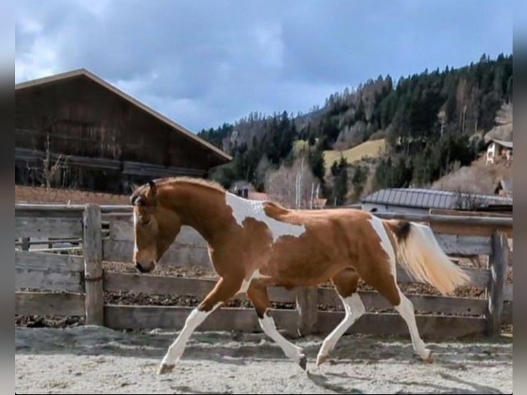 Pintos Croisé Jument 2 Ans Bai in Kartitsch