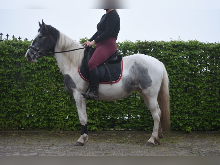 Pintos Jument 3 Ans 148 cm Pinto in Achtmaal