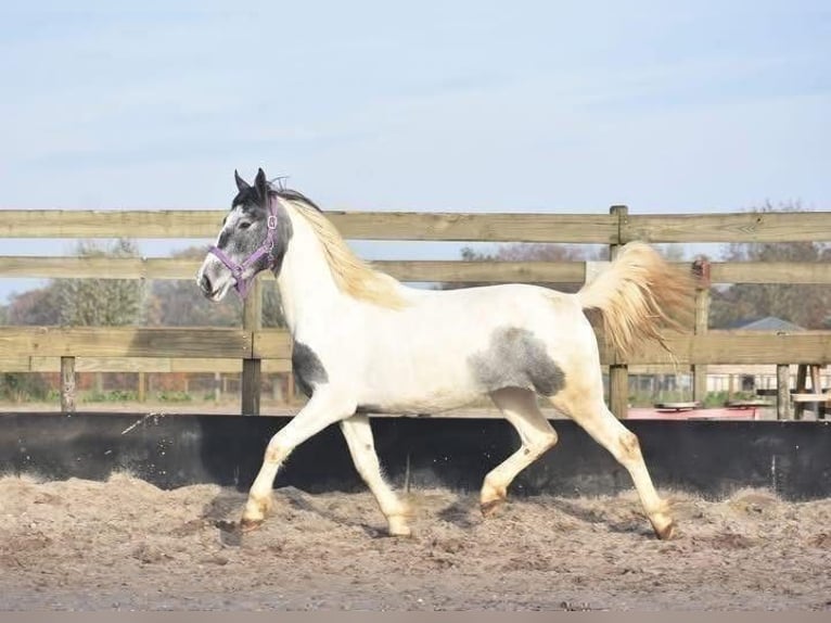 Pintos Jument 3 Ans 148 cm Pinto in Achtmaal