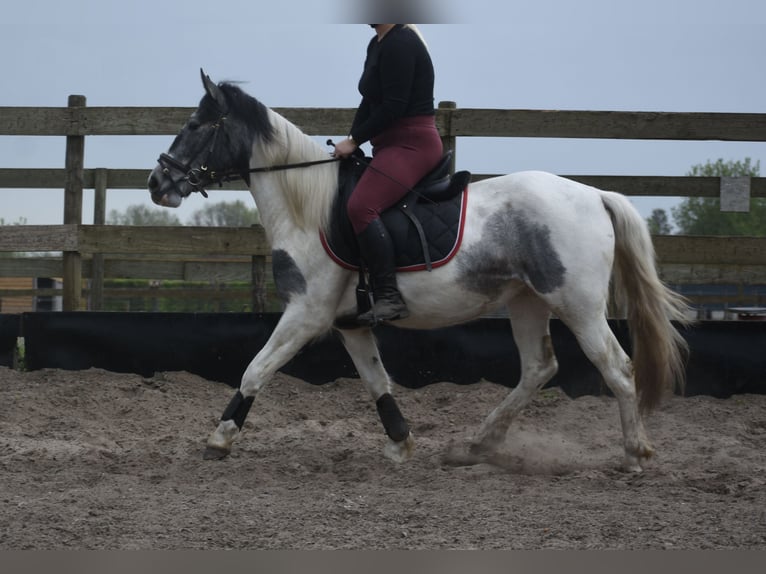Pintos Jument 3 Ans 148 cm Pinto in Achtmaal
