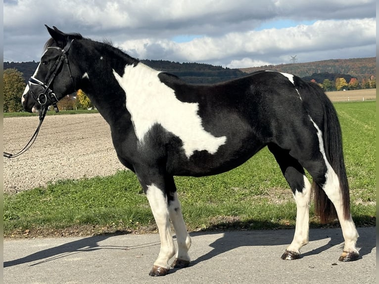 Pintos Croisé Jument 3 Ans 148 cm Pinto in Riedlingen