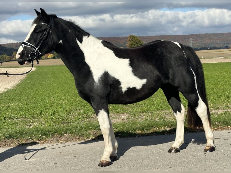 Pintos Croisé Jument 3 Ans 148 cm Pinto in Riedlingen