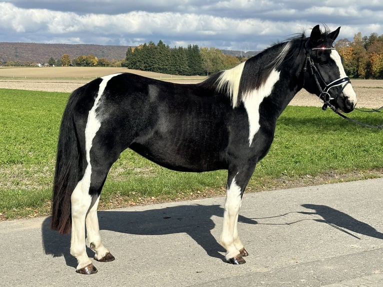 Pintos Croisé Jument 3 Ans 148 cm Pinto in Riedlingen