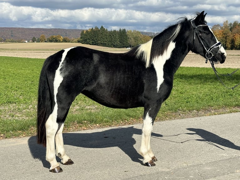 Pintos Croisé Jument 3 Ans 148 cm Pinto in Riedlingen