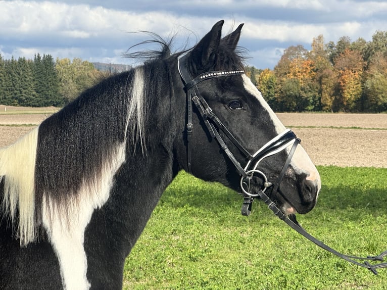 Pintos Croisé Jument 3 Ans 148 cm Pinto in Riedlingen