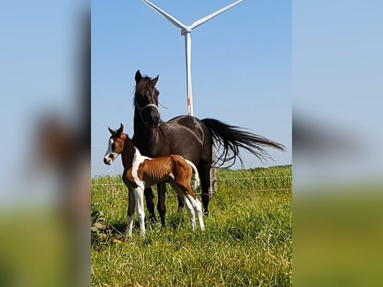 Pintos Jument 3 Ans 150 cm Pinto in Janneby