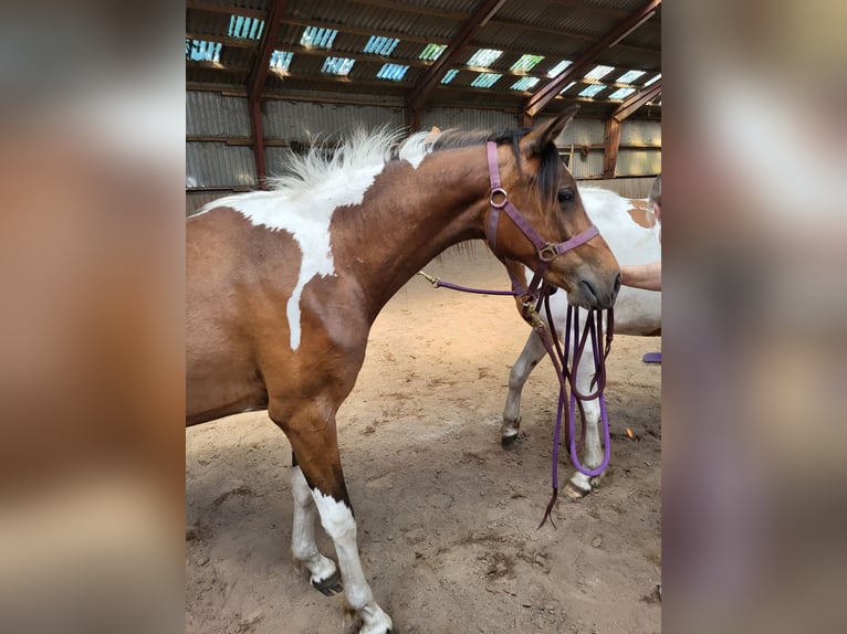 Pintos Jument 3 Ans 150 cm Pinto in Janneby