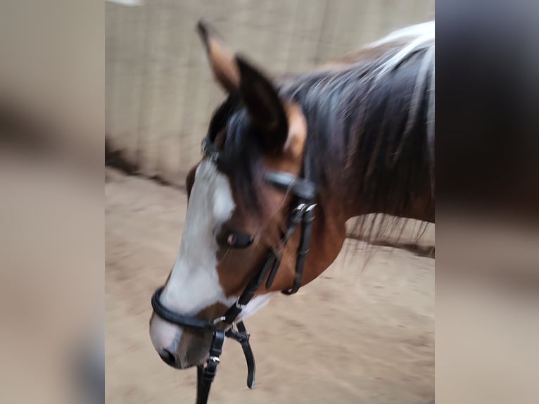 Pintos Jument 3 Ans 150 cm Pinto in Janneby