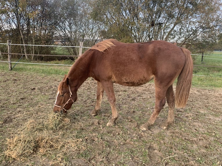 Pintos Croisé Jument 3 Ans 155 cm Alezan in Agen