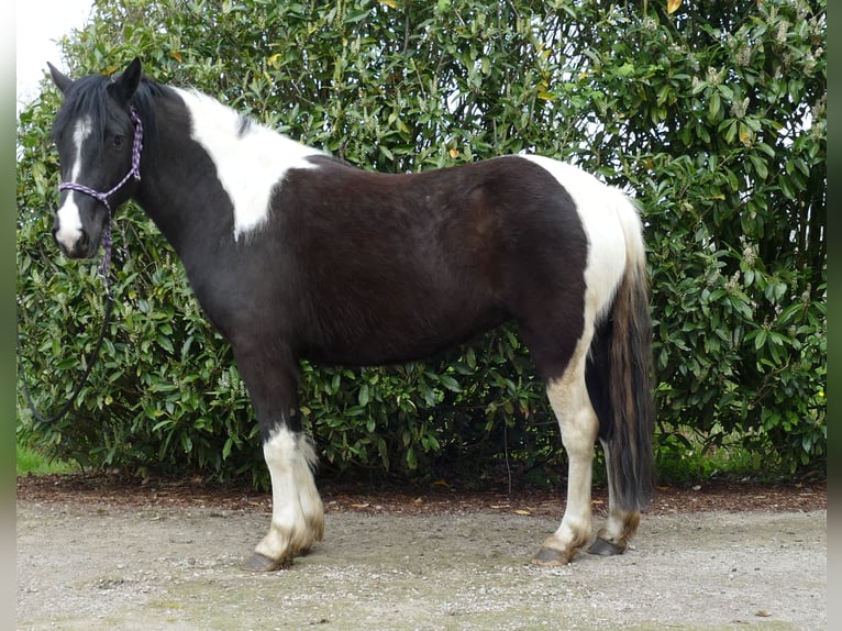 Pintos Jument 4 Ans 144 cm Pinto in Lathen