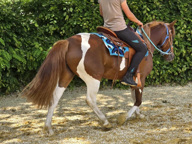 Pintos Jument 4 Ans 145 cm Pinto in Linkenbach