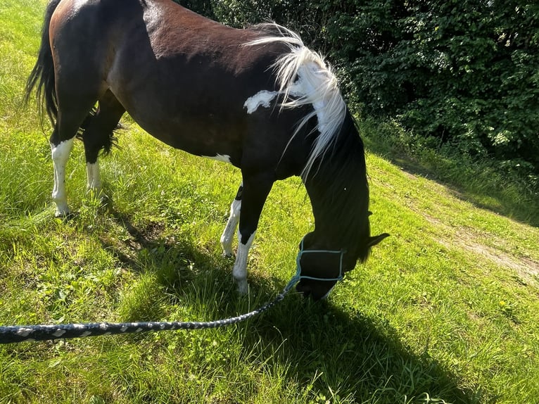 Pintos Jument 4 Ans 147 cm Pinto in Parchim