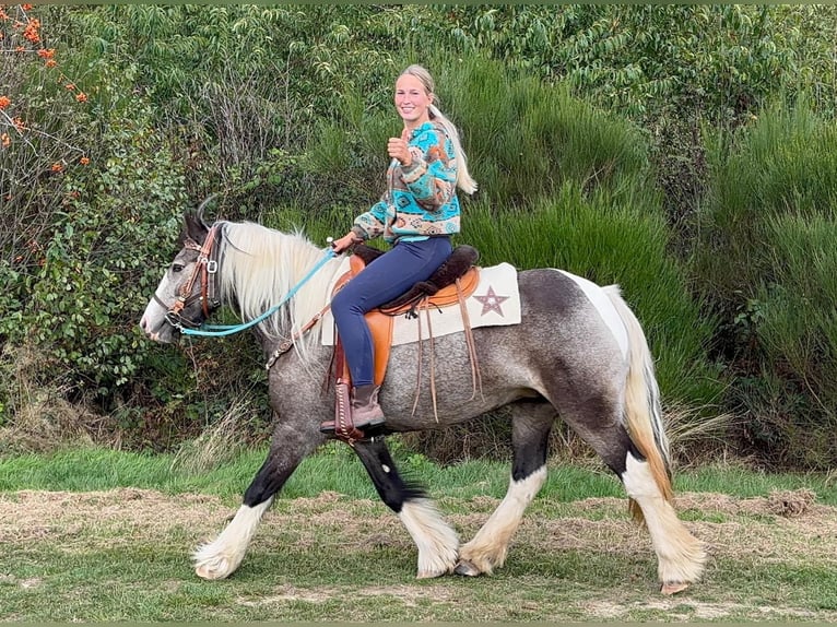 Pintos Jument 4 Ans 147 cm Pinto in Linkenbach