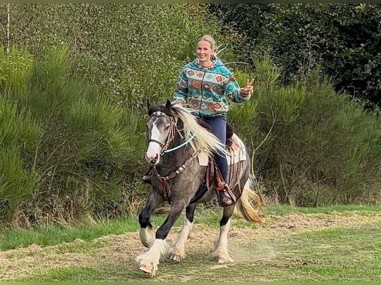 Pintos Jument 4 Ans 147 cm Pinto in Linkenbach