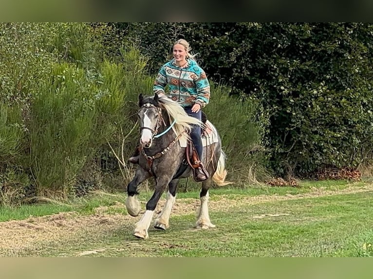 Pintos Jument 4 Ans 147 cm Pinto in Linkenbach