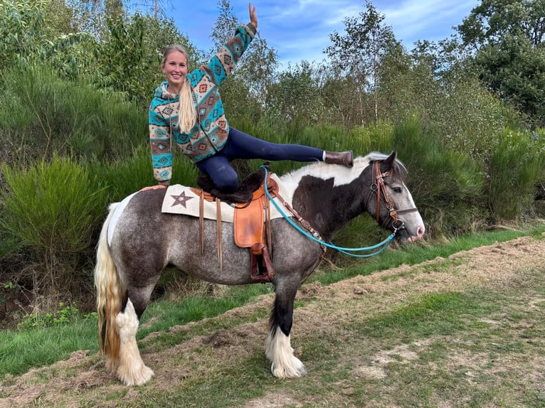Pintos Jument 4 Ans 147 cm Pinto in Linkenbach