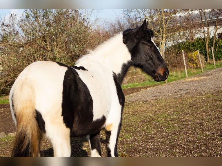 Pintos Croisé Jument 4 Ans 152 cm Pinto in Niederzier