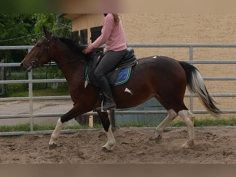 Pintos Jument 4 Ans 152 cm Pinto in Rudersdorf