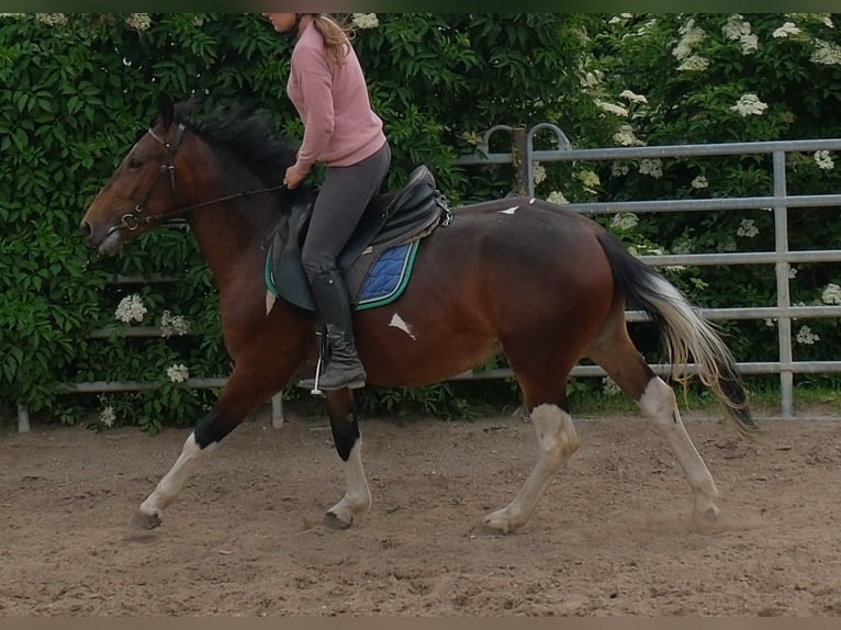 Pintos Jument 4 Ans 152 cm Pinto in Rudersdorf