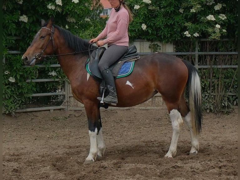 Pintos Jument 4 Ans 152 cm Pinto in Rudersdorf
