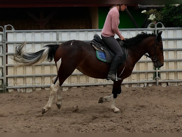 Pintos Jument 4 Ans 152 cm Pinto in Rudersdorf