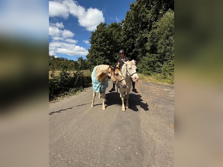 Pintos Croisé Jument 4 Ans 153 cm Pinto in Uslar