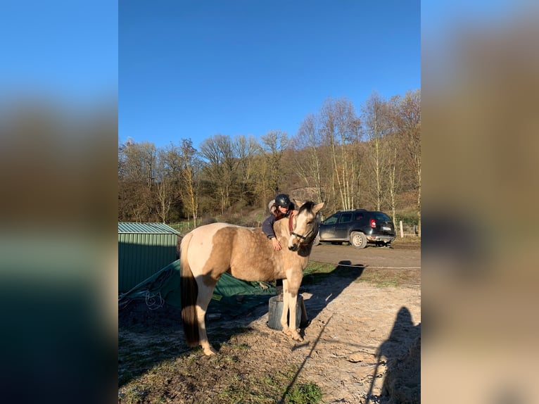 Pintos Croisé Jument 4 Ans 153 cm Pinto in Uslar