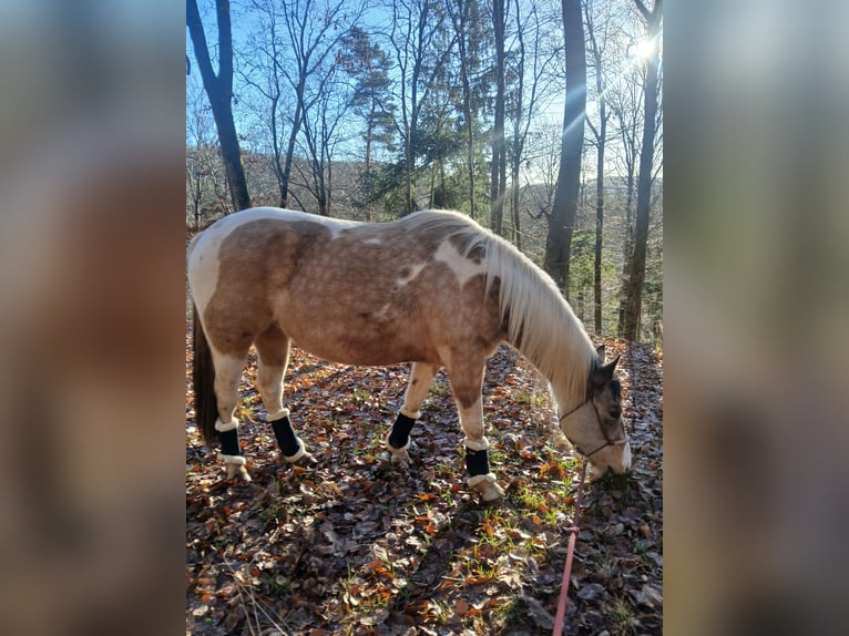 Pintos Croisé Jument 4 Ans 153 cm Pinto in Uslar