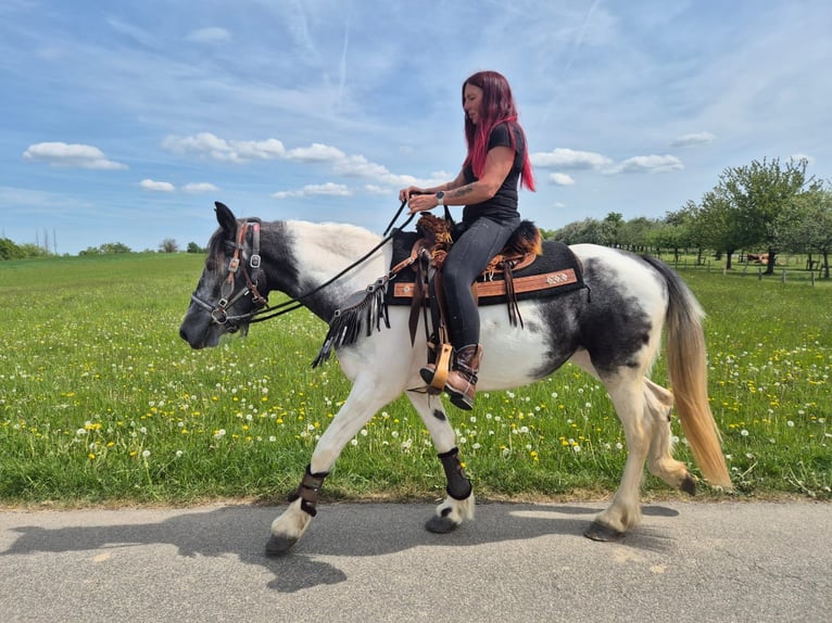 Pintos Jument 4 Ans 154 cm  in Linkenbach