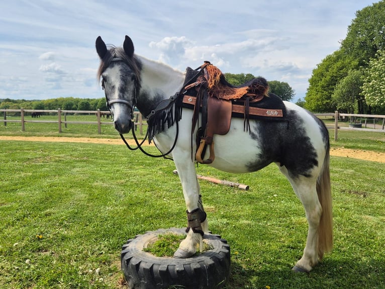 Pintos Jument 4 Ans 154 cm  in Linkenbach