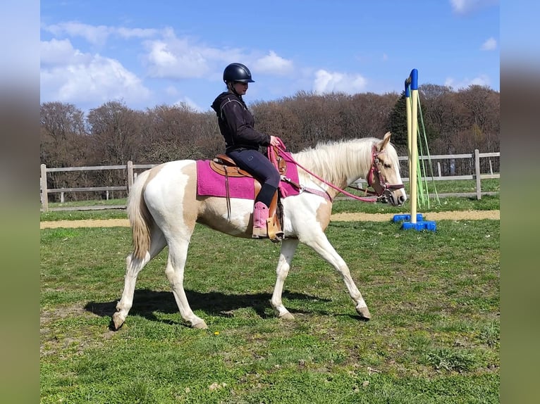 Pintos Jument 4 Ans 155 cm Pinto in Linkenbach