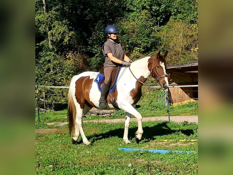 Pintos Jument 4 Ans 157 cm Pinto in Bayerbach