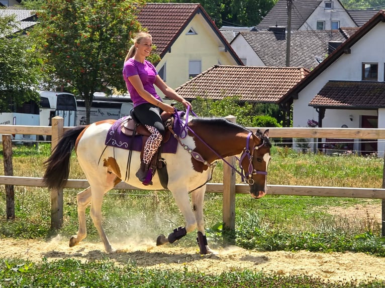 Pintos Jument 4 Ans 157 cm Pinto in Linkenbach