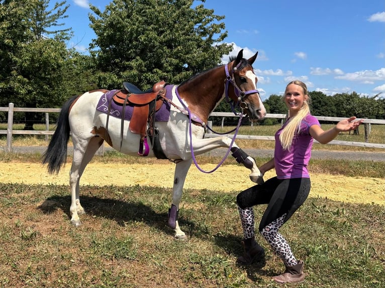 Pintos Jument 4 Ans 157 cm Pinto in Linkenbach