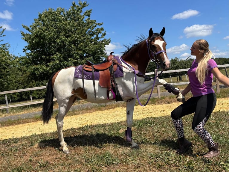 Pintos Jument 4 Ans 157 cm Pinto in Linkenbach