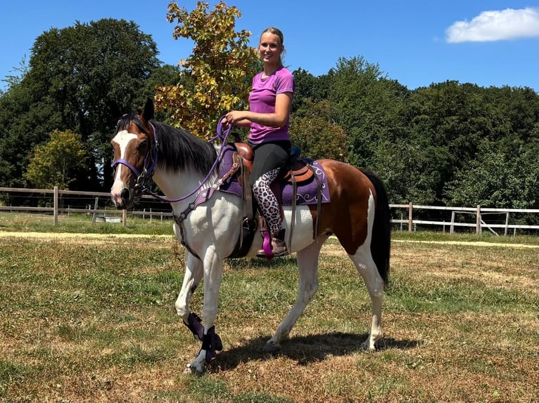 Pintos Jument 4 Ans 157 cm Pinto in Linkenbach