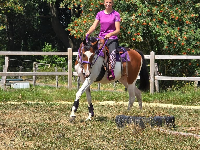 Pintos Jument 4 Ans 157 cm Pinto in Linkenbach