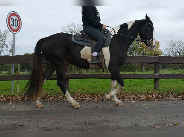 Pintos Jument 4 Ans 158 cm Pinto in Lathen Pintos Jument 4 Ans 158 cm Pinto in Lathen