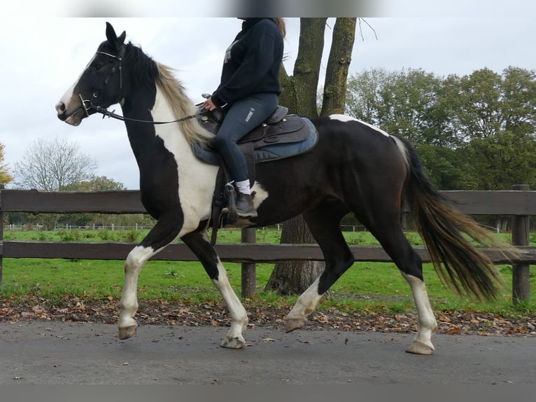 Pintos Jument 4 Ans 158 cm Pinto in Lathen Pintos Jument 4 Ans 158 cm Pinto in Lathen