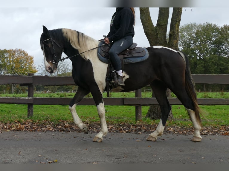 Pintos Jument 4 Ans 158 cm Pinto in Lathen Pintos Jument 4 Ans 158 cm Pinto in Lathen