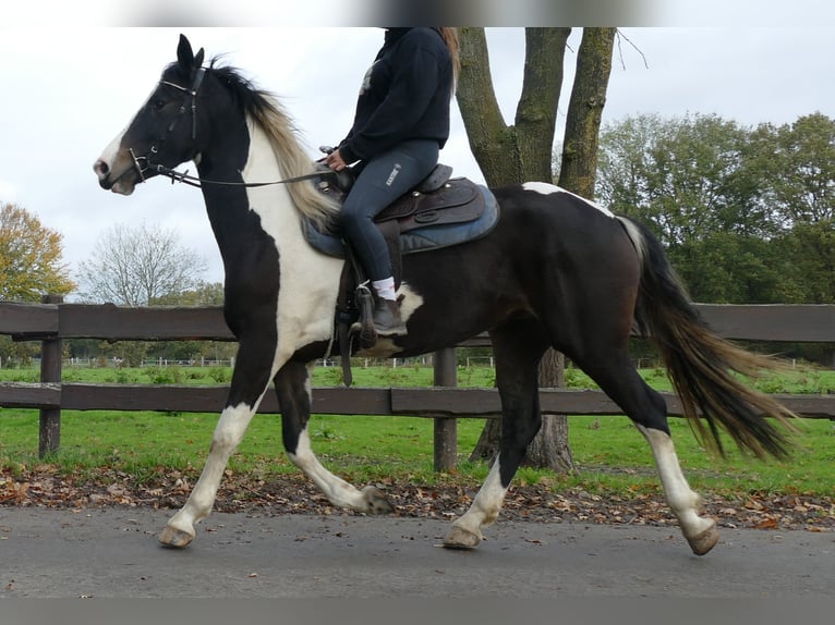 Pintos Jument 4 Ans 158 cm Pinto in Lathen Pintos Jument 4 Ans 158 cm Pinto in Lathen